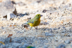 Passerina leclancherii