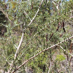 Acacia echinula