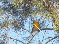 Icterus bullockii