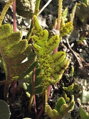 Pleopeltis pycnocarpa