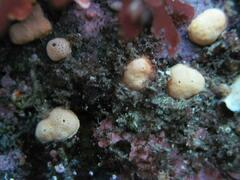 Didemnum carnulentum