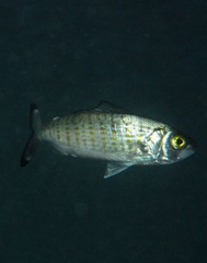 Arripis georgiana