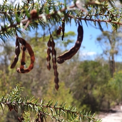 Acacia echinula