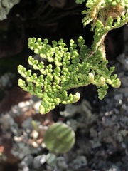 Myriopteris myriophylla