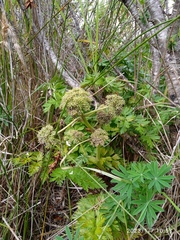 Anisotome lyallii