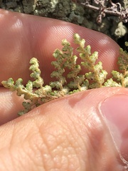 Myriopteris myriophylla