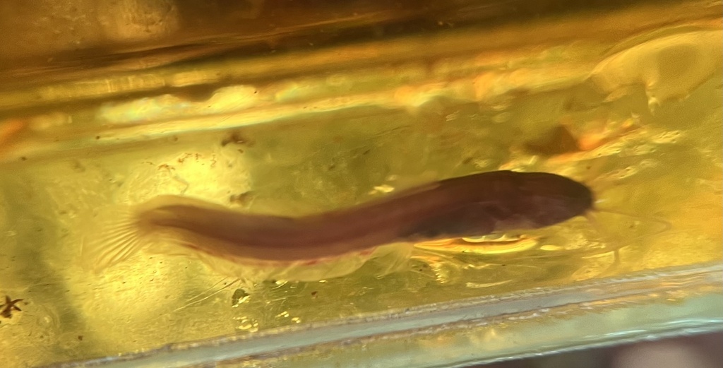 Shortbody peat catfish (Encheloclarias curtisoma) — Clariidae