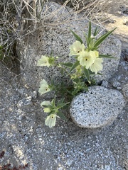 Mohavea confertiflora