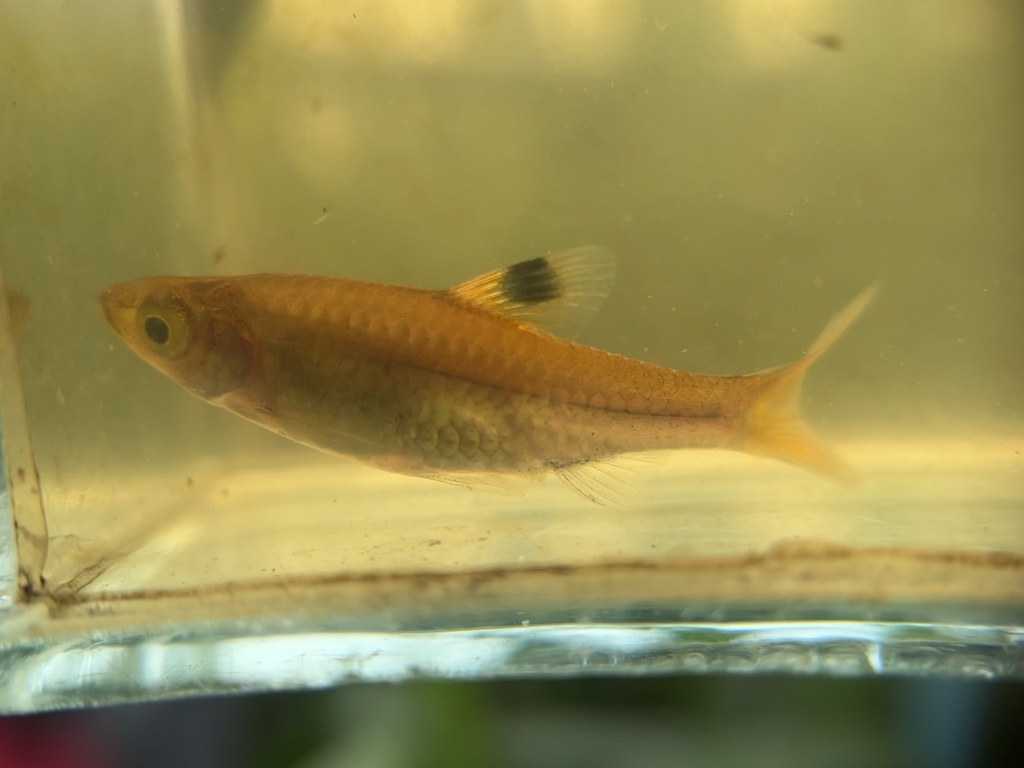 Brevibora cheeya