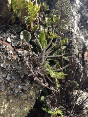 Myriopteris myriophylla