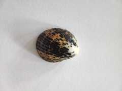 Nerita albicilla