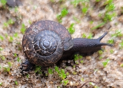 Helminthoglypta nickliniana