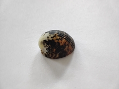 Nerita albicilla