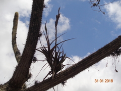 Tillandsia polystachia