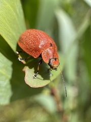 Paropsis parryi