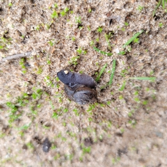 Helminthoglypta nickliniana