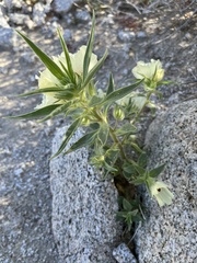 Mohavea confertiflora