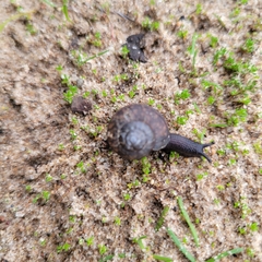 Helminthoglypta nickliniana