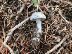 Tricholomella constricta