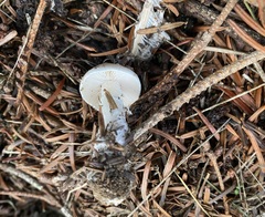 Tricholomella constricta