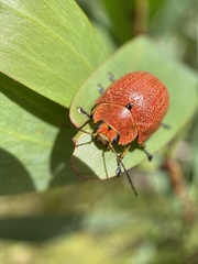 Paropsis parryi