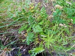 Anisotome lyallii