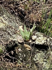 Dudleya abramsii setchellii