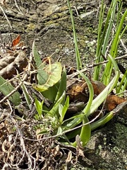 Dudleya abramsii setchellii