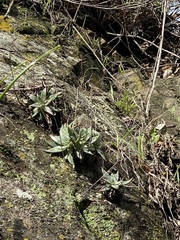 Dudleya abramsii setchellii