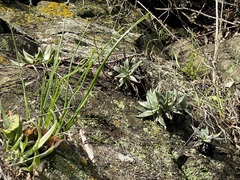 Dudleya abramsii setchellii