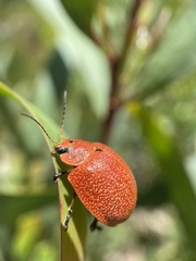 Paropsis parryi