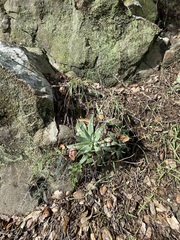 Dudleya abramsii setchellii