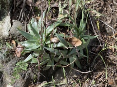 Dudleya abramsii setchellii