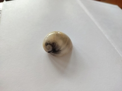 Polinices peselephanti