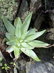 Dudleya abramsii setchellii