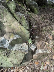 Dudleya abramsii setchellii