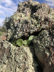 Peperomia polycephala