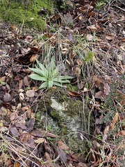 Dudleya abramsii setchellii