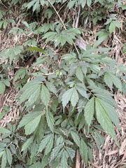Elatostema lineolatum