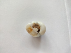 Polinices peselephanti