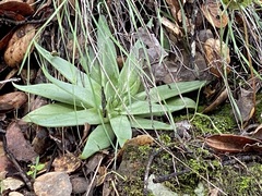 Dudleya abramsii setchellii