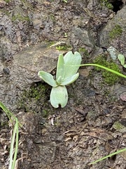 Dudleya abramsii setchellii
