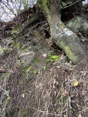 Dudleya abramsii setchellii