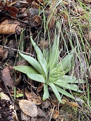 Dudleya abramsii setchellii