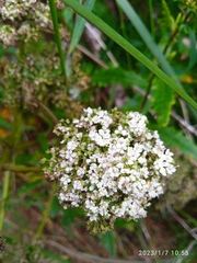 Anisotome lyallii
