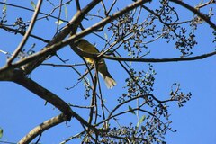 Pheucticus chrysopeplus