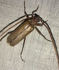 Ochrocydus huttoni