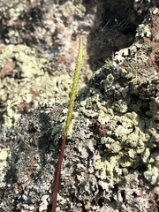 Peperomia polycephala