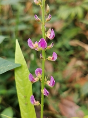 Tadehagi triquetrum