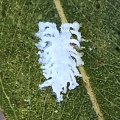 Eucalyptolyma maideni